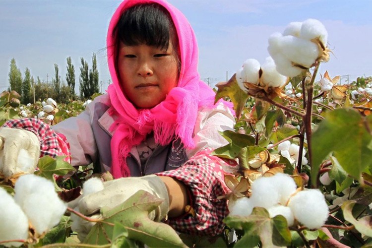 Çin'den Sincan pamuğunu boykot eden ABD şirketine soruşturma