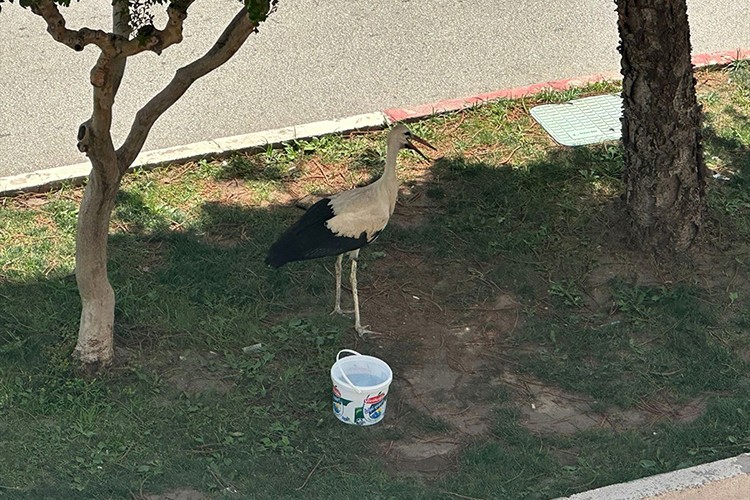 Sıcaktan etkilenen leylek, ağaç gölgesine sığındı