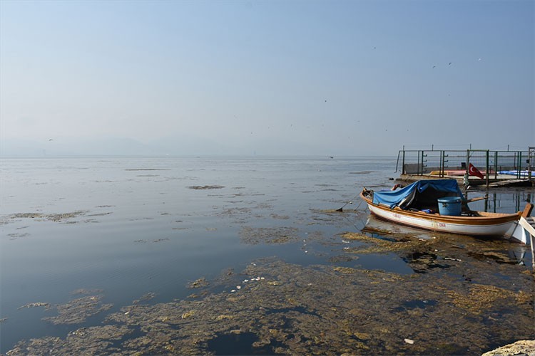 İzmir Körfezi'nde yosunlar yeşil örtü oluşturdu