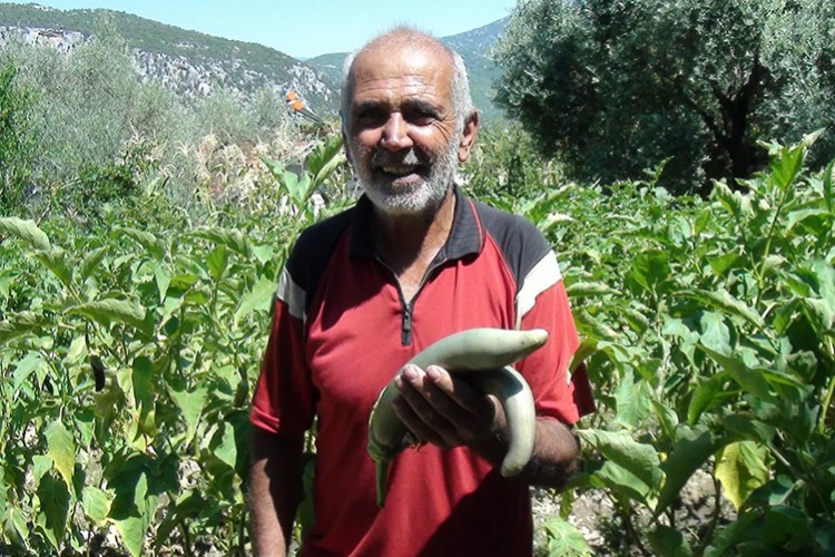 52 santimetre boyunda patlıcan yetiştirdi