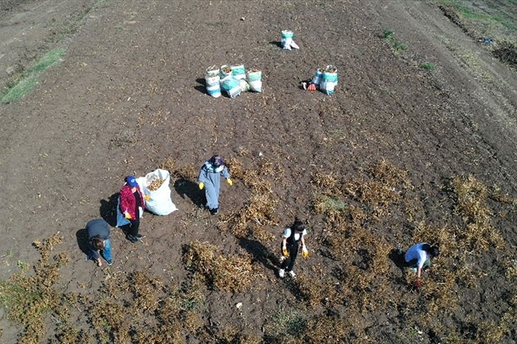Üniversite öğrencileri, tohumundan atığına faydalanılan aspiri kampüste üretti
