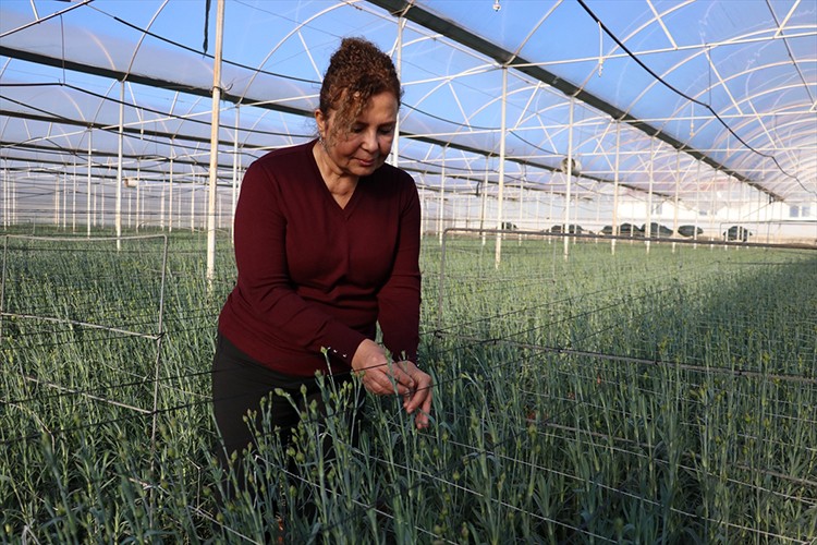 Türkiye'nin 4 yerli karanfil çeşidi 37 ülkeye ihraç ediliyor