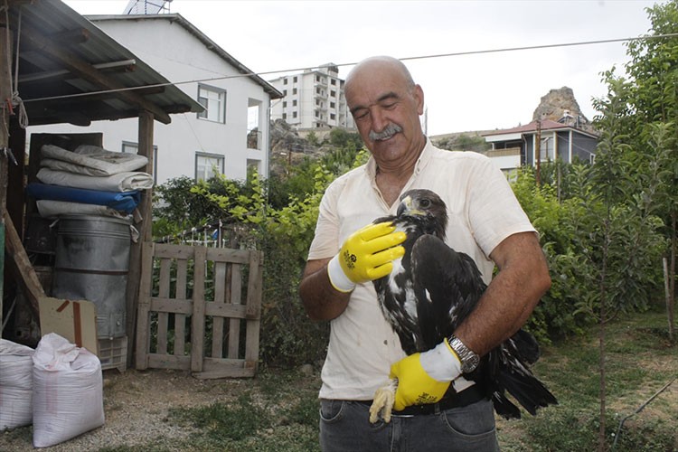 Bitkin bulunan kaya kartalı koruma altına alındı