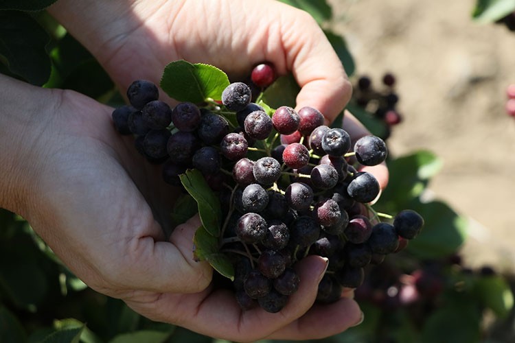 Aronya Bayburtlu çiftçilere yeni gelir kapısı olacak