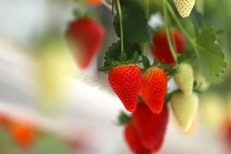 Pilotun seralarında topraksız tarımla üretilen çilekler ihraç ediliyor