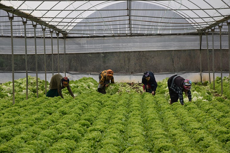Sakarya Havzası'ndaki tarla ve seralarda marul hasadı başladı