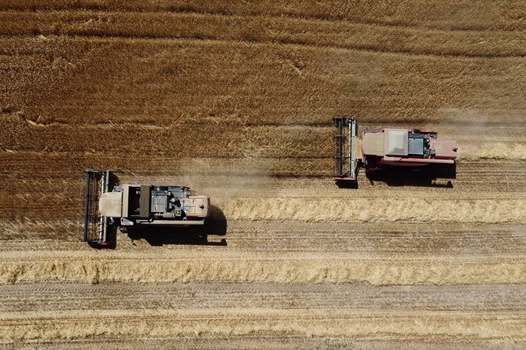 Yerli buğday tohumları çiftçiye dağıtılacak