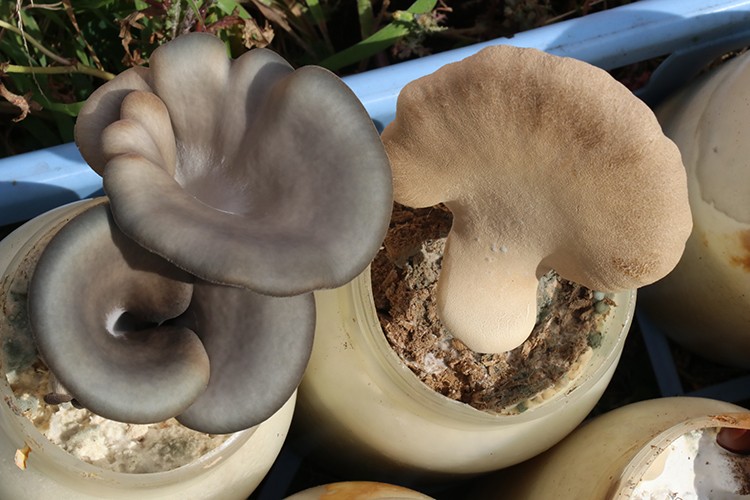 İki çeşit mantara tescil başvurusu