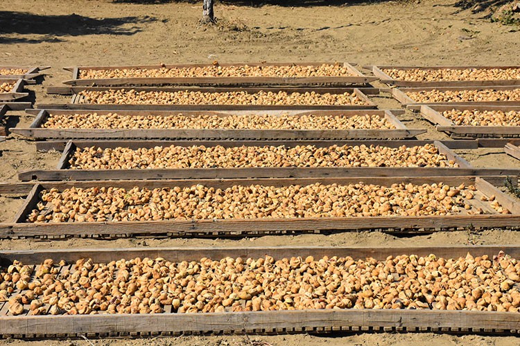 Tariş, A-4 kalite kuru inciri 92 liradan alacak