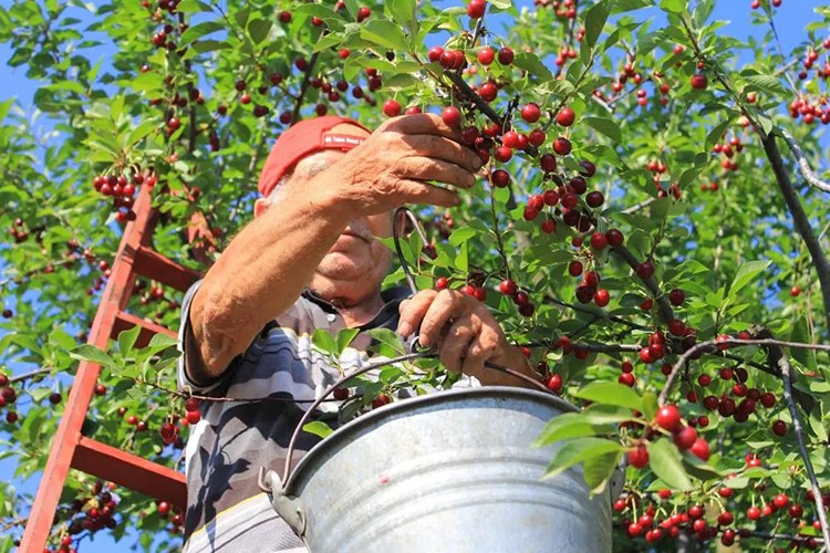Zirai don tarım işçilerini olumsuz etkiledi