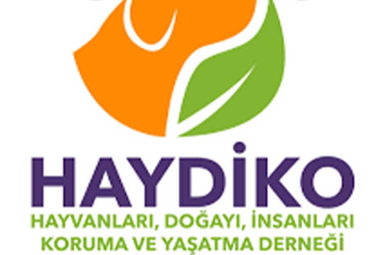 Haydiko Derneği'nden Antakya'da sokak hayvanlarına uzanan yaşam eli