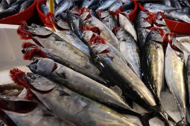 Sezon tezgahlarda palamut bolluğuyla geçti