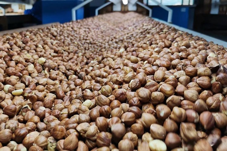 Türkiye'nin fındık ihracatı 1 milyar 795 milyon dolar