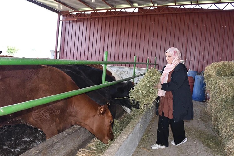 Afyon'da genç kadın devlet desteğiyle besiciliğe başladı