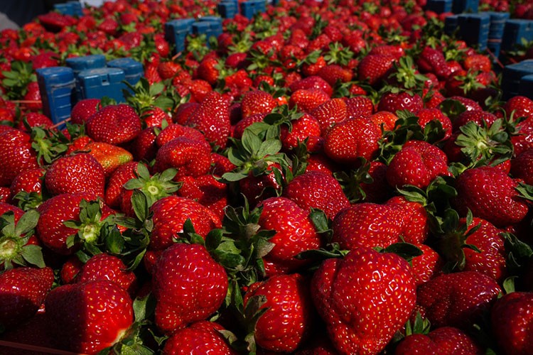 Emiralem çileğinde hasat soğuk hava nedeniyle gecikmeli başladı