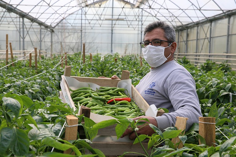 Ata tohumlarından sebze hasadı başladı