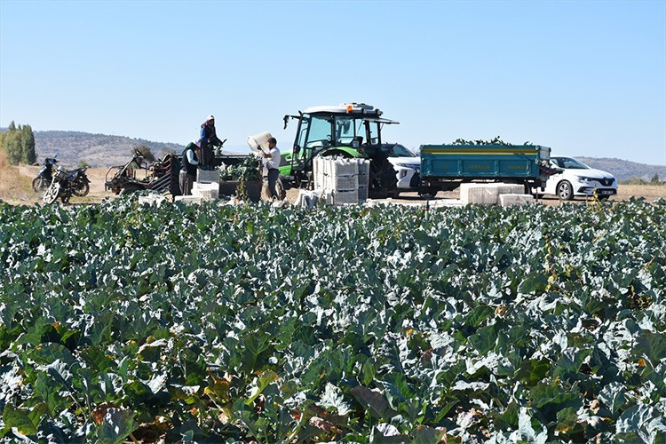 Brokoli üreticisine yeni gelir kapısı oldu