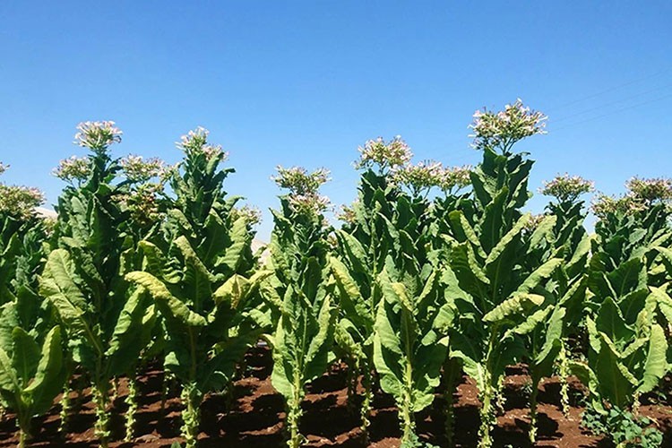 Tarımda ihracat rekoru 36 milyar dolara ulaştı