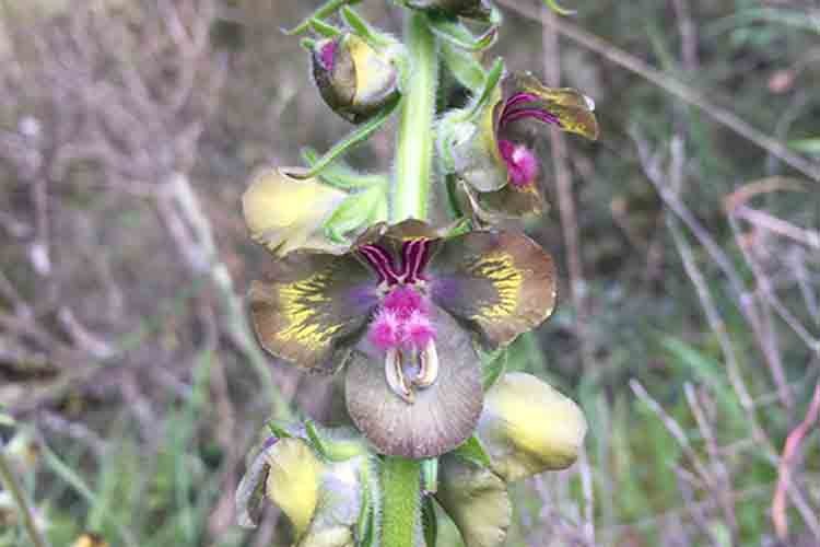 Assan Alüminyum biyoçeşitlilik projesinde üçüncü bitkiyi hayata kazandırdı
