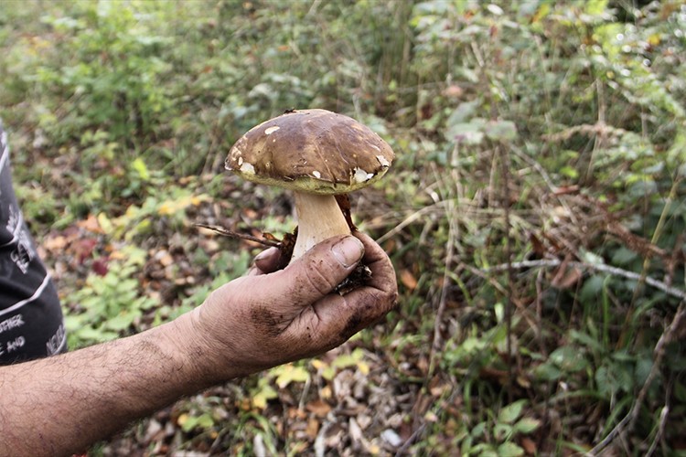 Sinop'ta "fesleğen mantarı" yöre halkına gelir kapısı oluyor