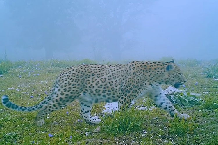 Anadolu Parsı fotokapanla görüntülendi