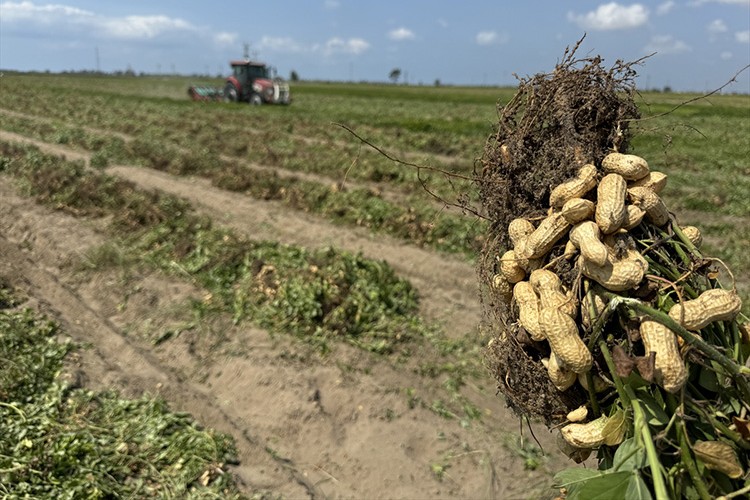 Yer fıstığı rekoltesinde yüzde 30 artış bekleniyor