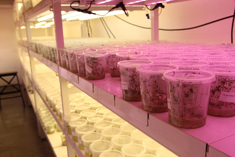 "Çöplük"te açan orkideler