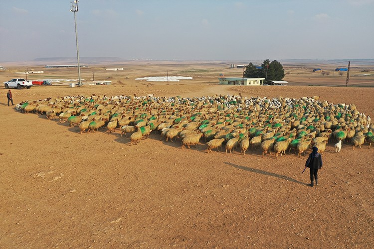 Türkiye'nin dev işletmesinde 60 bin kuzu dünyaya geldi