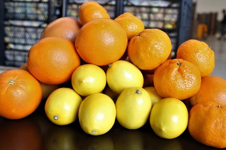 Narenciyede yüzde 80 kayıp