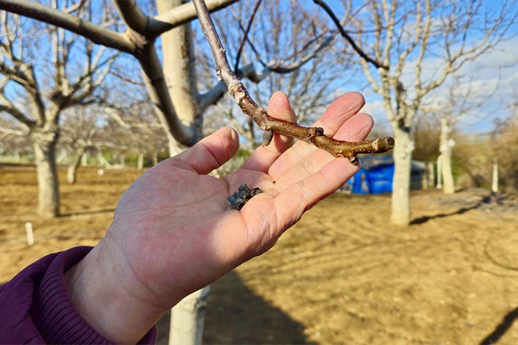 Ceviz üreticilerinden sigorta çağrısı