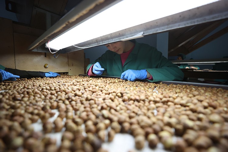 Düzce'den AB ülkelerine 9 ayda 3 bin 868 ton iç fındık ihraç edildi