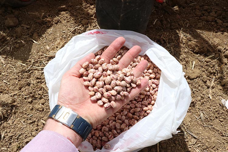 Fasulye deneme ekimi