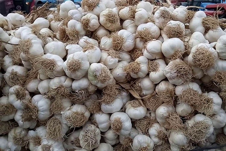 Sarımsakda dolu zararı