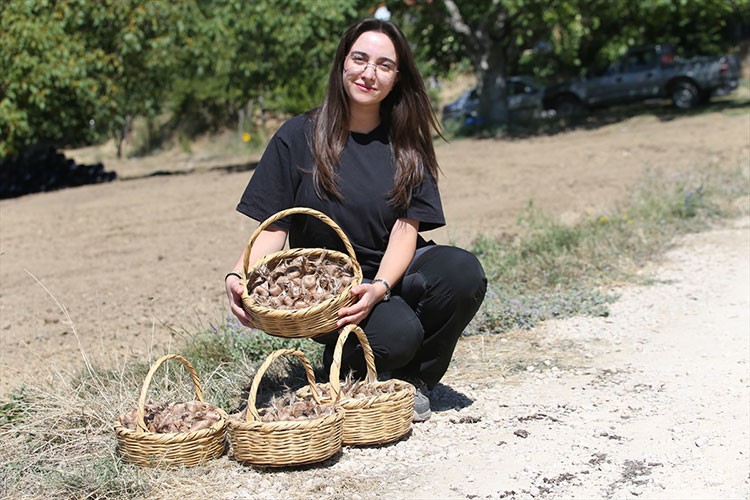 Karabük'te safran soğanı toprakla buluştu