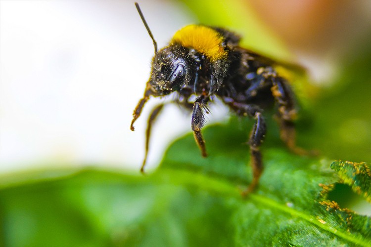 'Bombus arıları' ile hormonsuz ürünler
