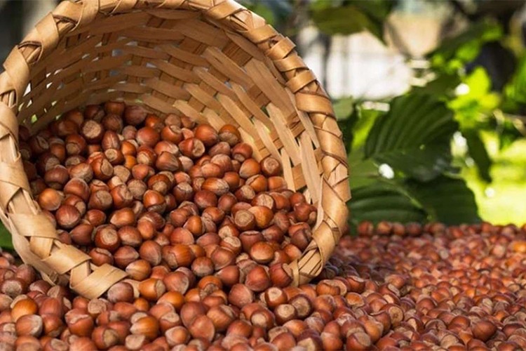 Giresun'da fındık 137-142 lira arasında işlem görüyor