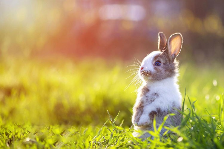 Hayvanlar bitkilerin çıkardığı gizli seslere tepki veriyor