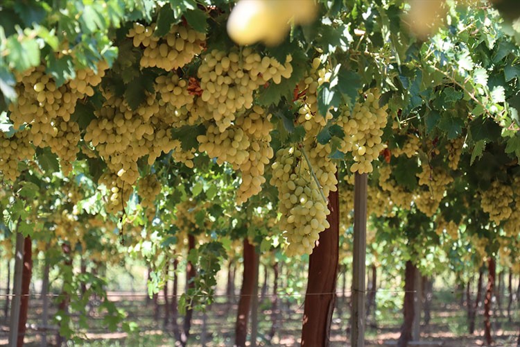 Hassa'da üretilen üzümün hasadına başlandı