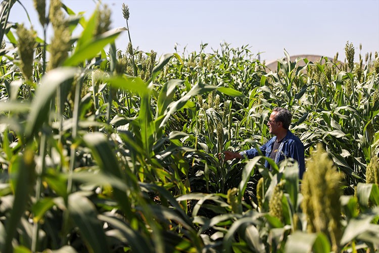ba yemde alternatif "sorgum" bitkisi su tüketiminden tasarruf sağlıyor