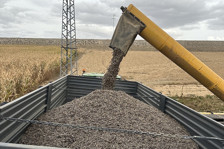 Konya Ovası'nda çerezlik ayçiçeği üretimi artıyor