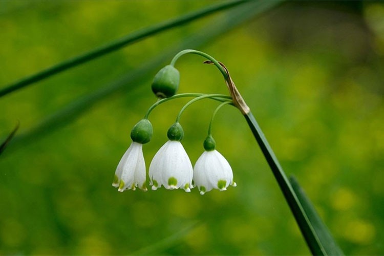 İhracatı yasak tabi doğal çiçek soğanları belirlendi