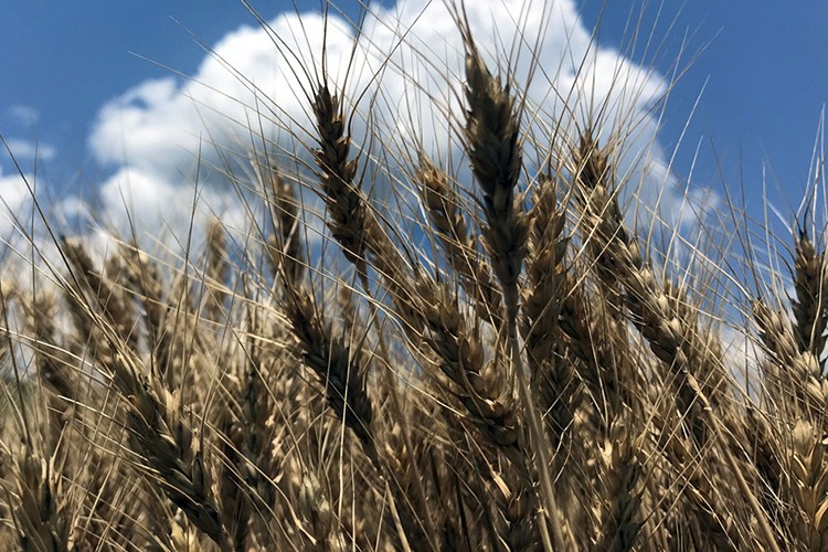 Trakya'da bu yıl buğday rekoltesi 2 milyon 280 bin ton oldu