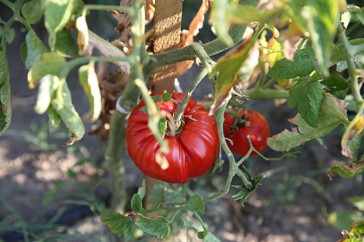 Safranbolu'nun maniye domatesinde hasat başladı