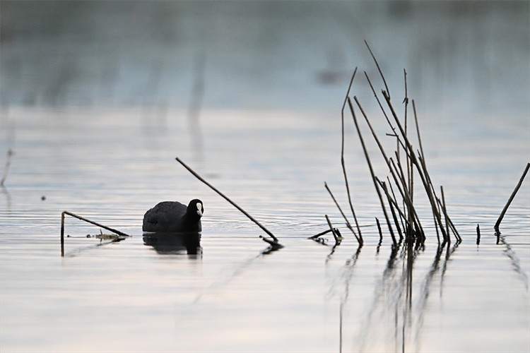 Efteni Kuş Cenneti Gölü ziyaretçilerini ağırlıyor