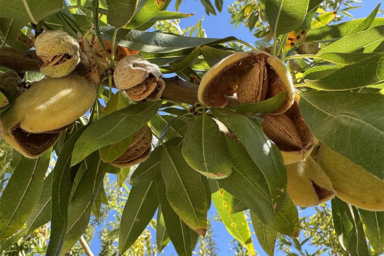 Elazığ'da bademde hasat zamanı