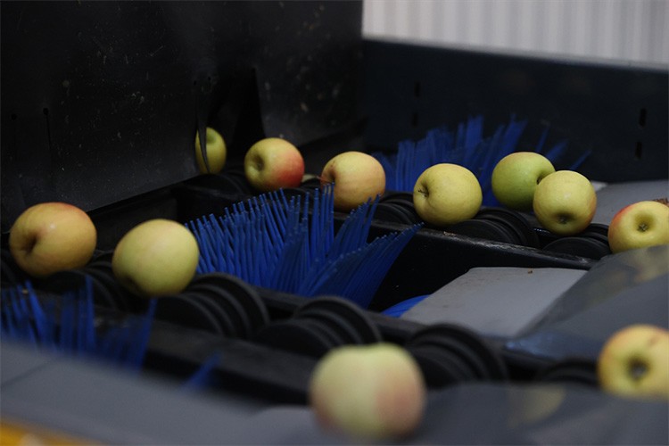 Kırklareli'nden 4 ülkeye elma ihracatı