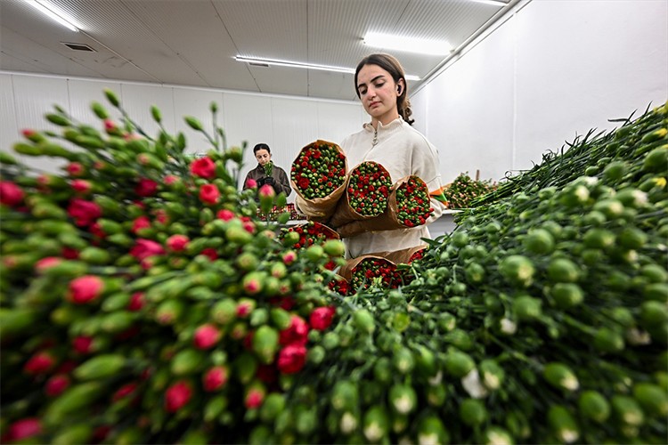 İngiltere'nin "Anneler Günü" için çiçek siparişleri arttı
