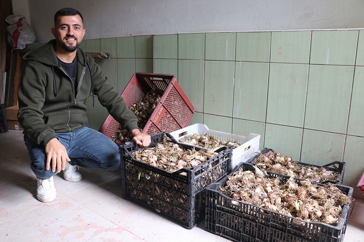 Yetiştirdiği ak zambak soğanlarıyla ihracata hazırlanıyor