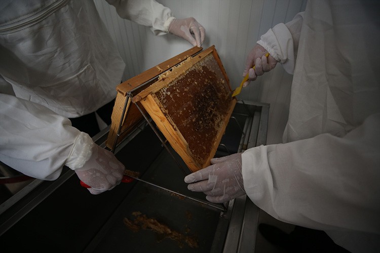 "Efe arısı"nın balı ilk kez hasat edildi