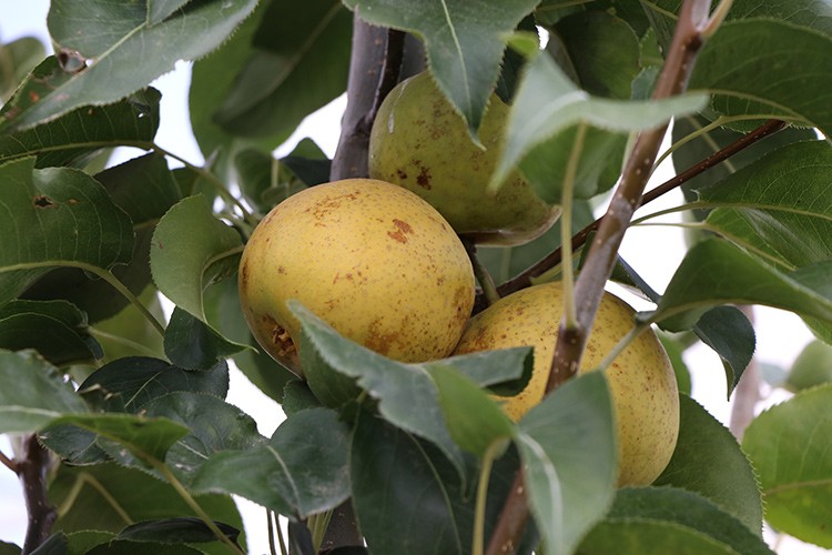 4 ülkeye ihraç ediliyor